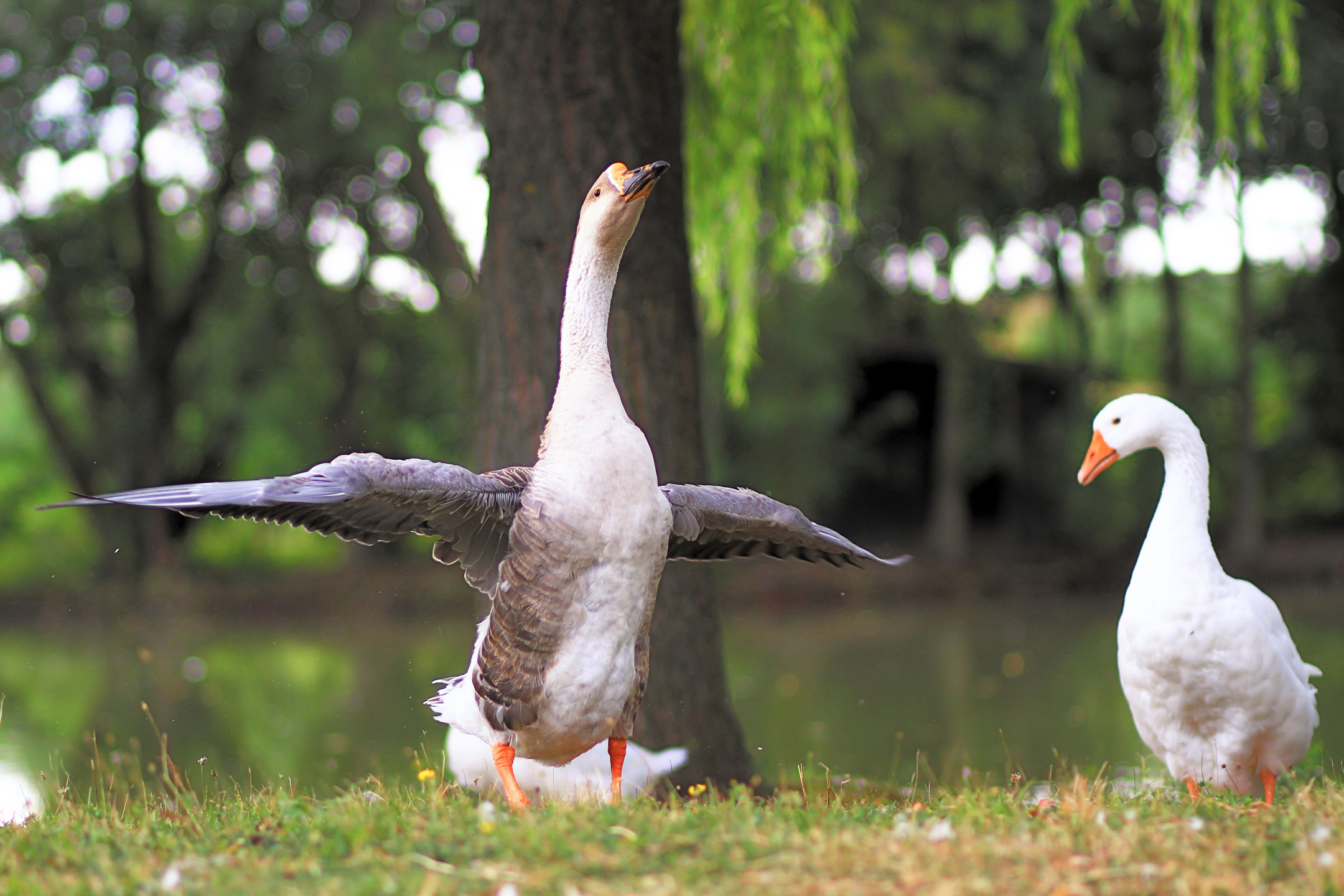 Balzende Hoecker-Gans